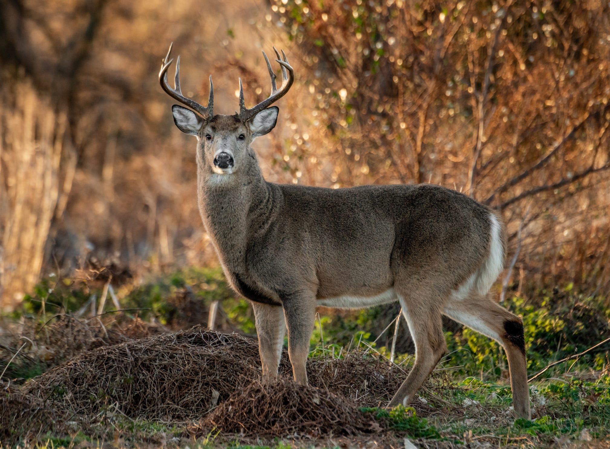 Deer Hunt Lakeside School